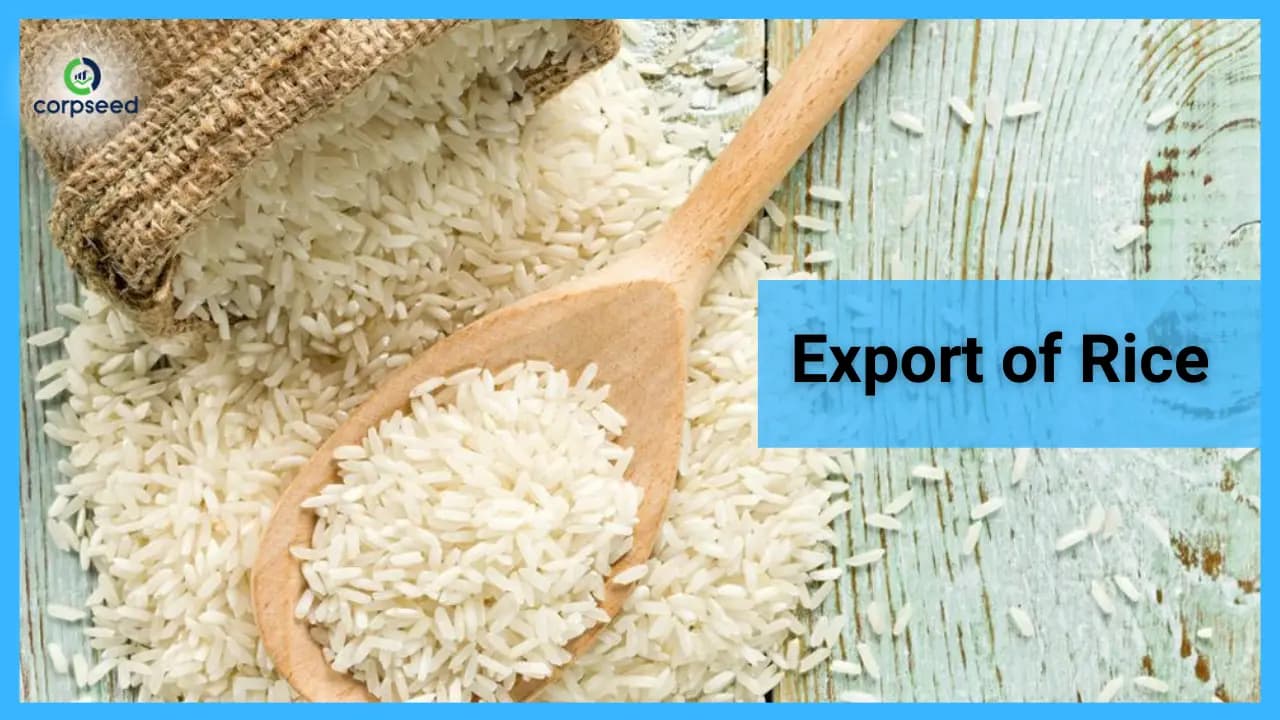 Export of Rice